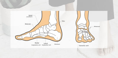 Knowing the Anatomy of the Foot